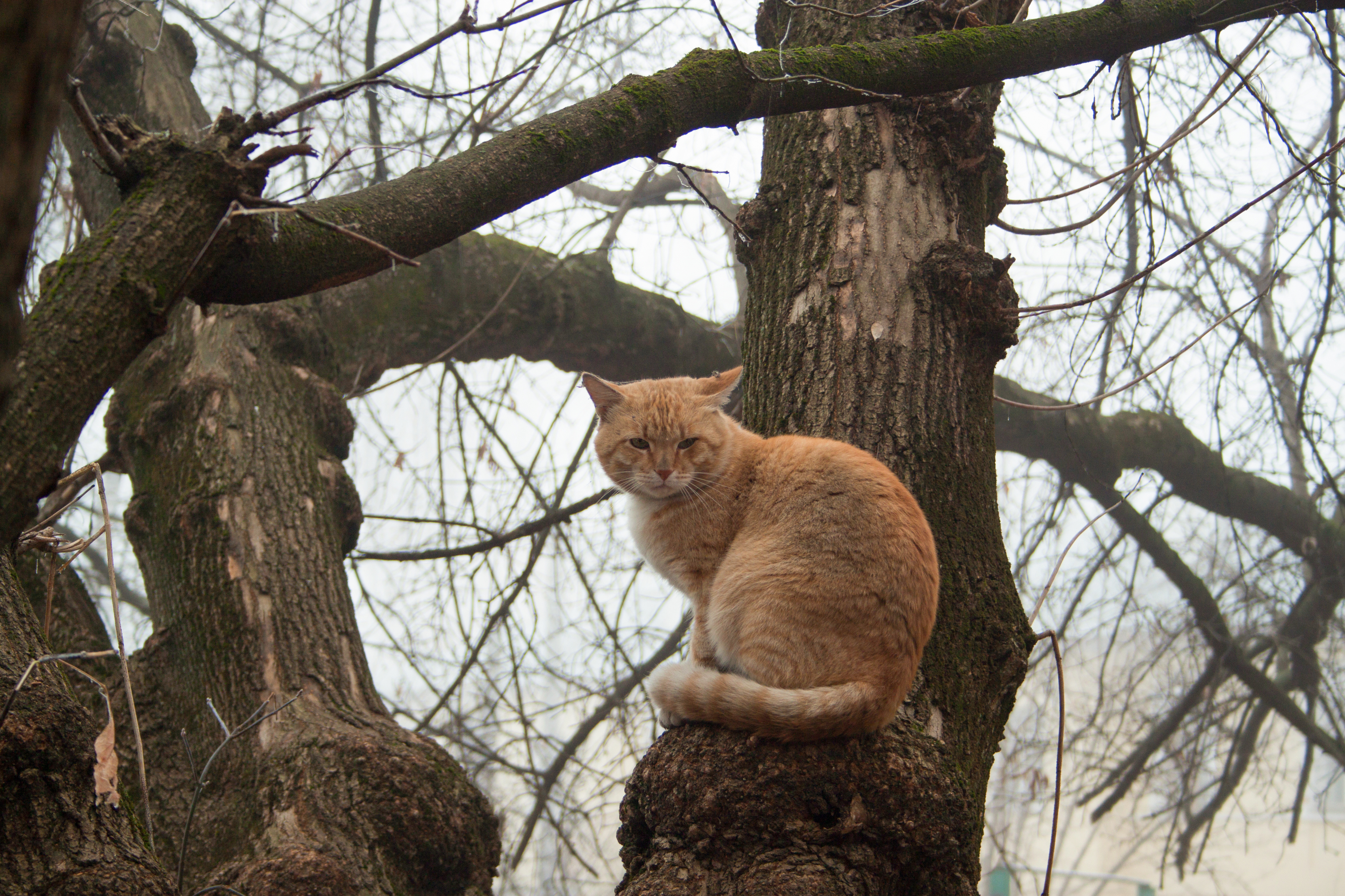Lost Cat Awareness Day