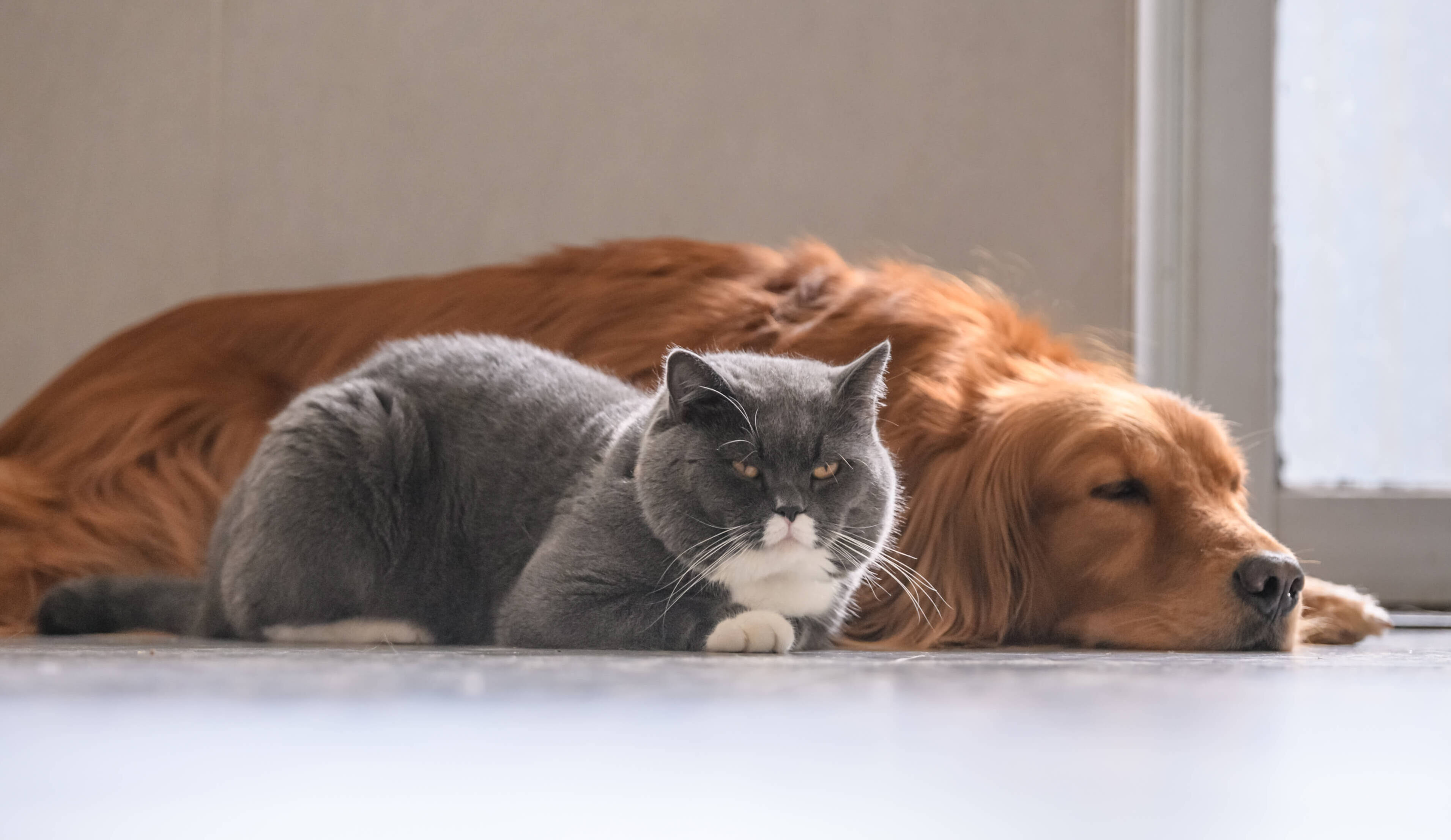 National Microchipping Month - Cat and dog